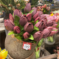 Bordeaux rode tulpen zijde